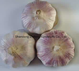 Purple Garlic with Good Price