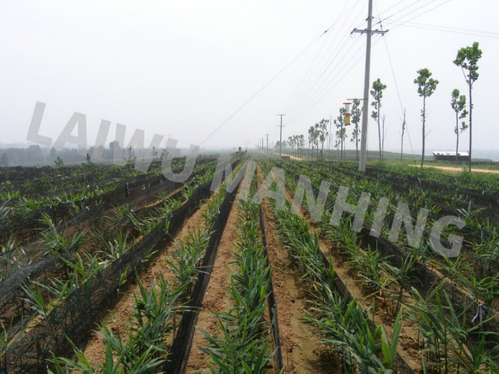 посадочная база для имбиря planting base for ginger