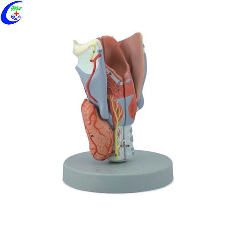 Anatomy Models Respiratory System Model