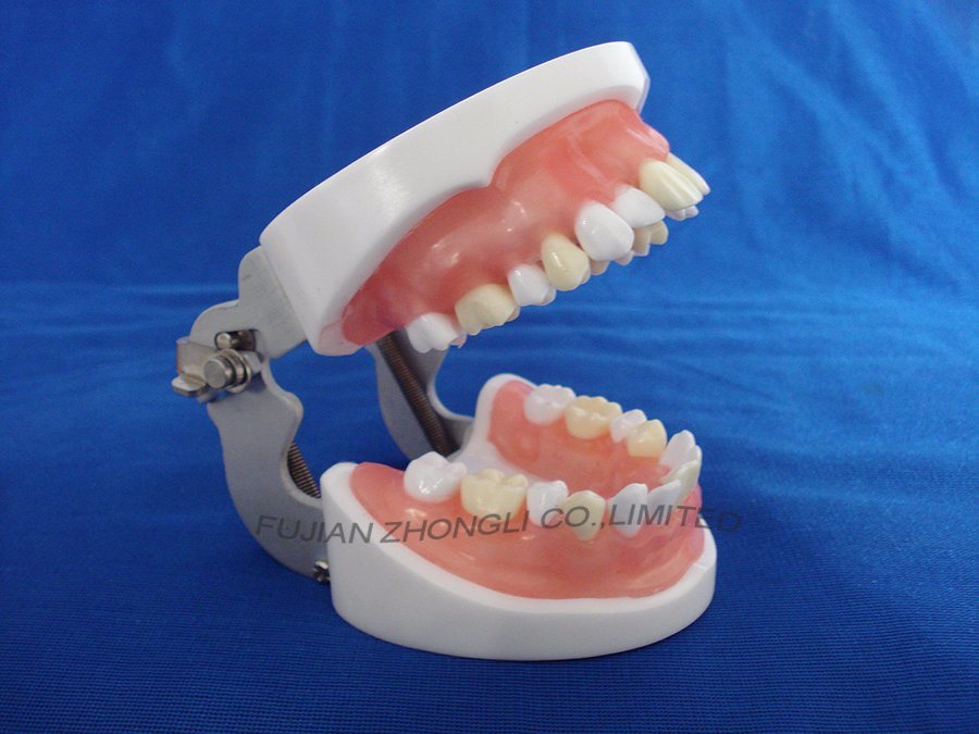 High Quality Dental Tooth Extraction Model