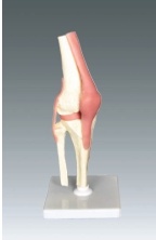 Xy-3334-1 Human Knee Joint Model