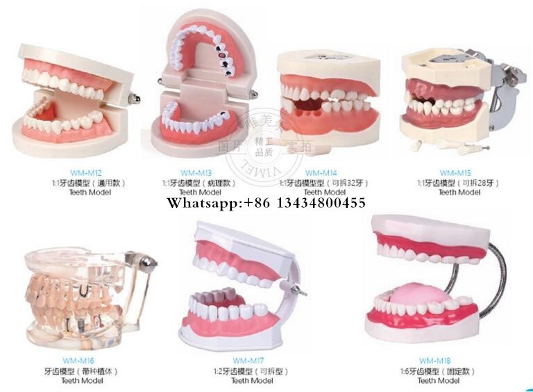 Dental Study Tooth Transparent Pathological Teeth Model for Adult Teaching