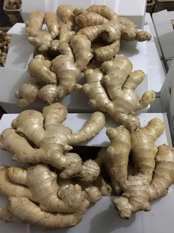 Air Dry Ginger (2017 crop) Hot Sale