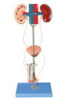 Xy-A6091 Male Urinary Organ Model