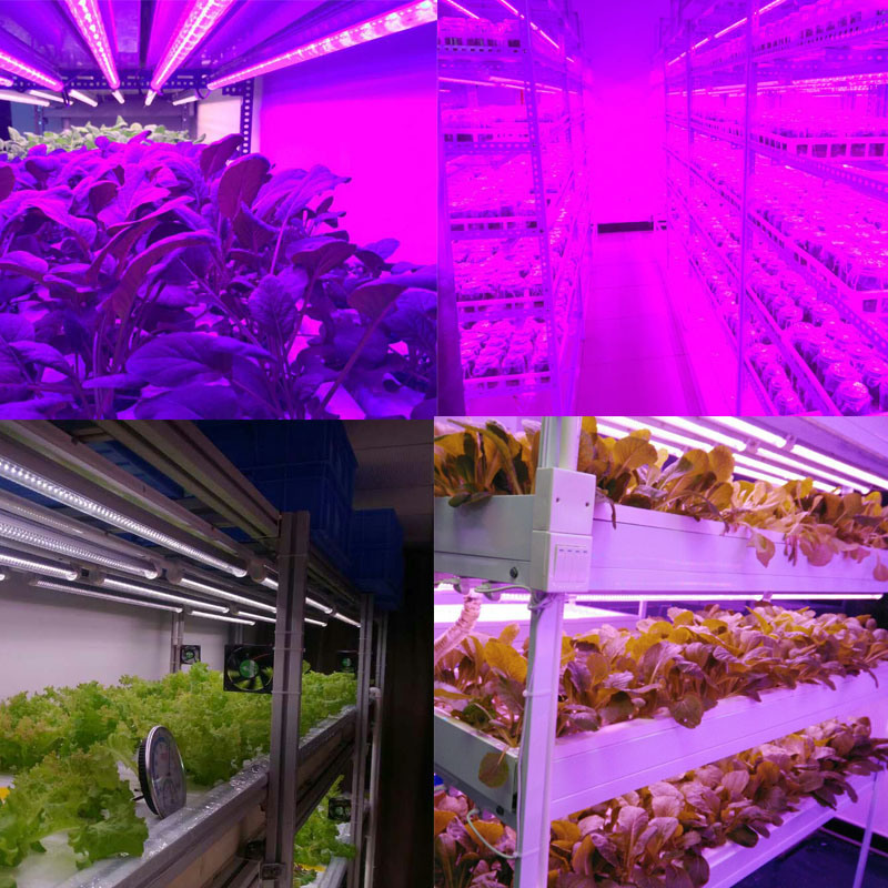 High Quality and Cheap Plant Lighting LED Agricultural Plant Lights for Europe