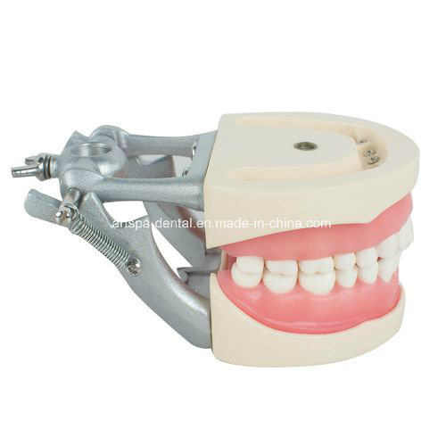 Dental Teach Study Adult Standard Typodont Demonstration Model Teeth