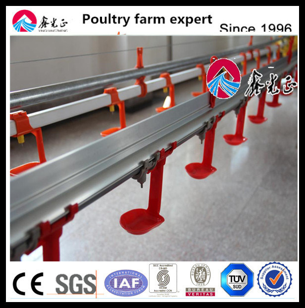 Auto Drinking System for Broiler Chicken