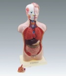 Xy-3301-17 42cm Human Female Torso