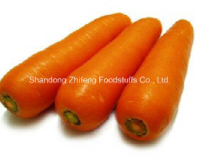 Fresh Carrot with Competitive Price