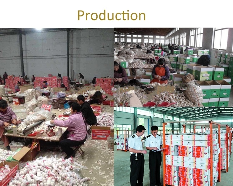 Factory Supply High Quality Fresh Natural Garlic Price for Sale!