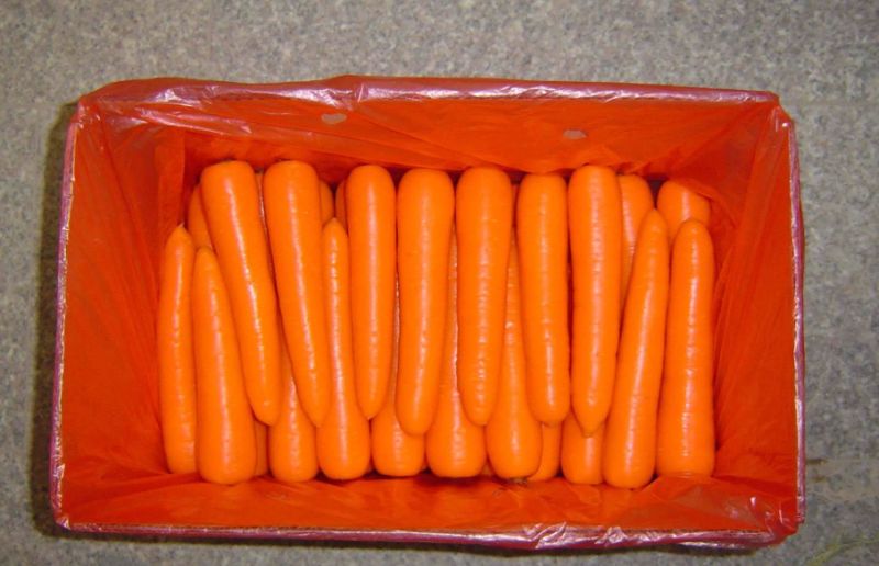 2016 Winter Crop Fresh Carrot