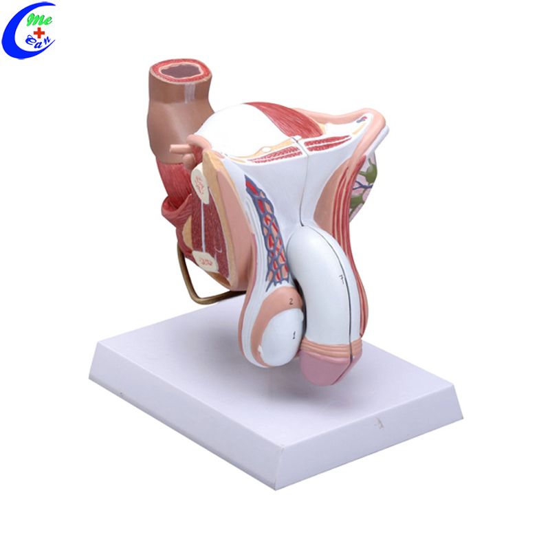 Reproductive System Male Genital Organ Model