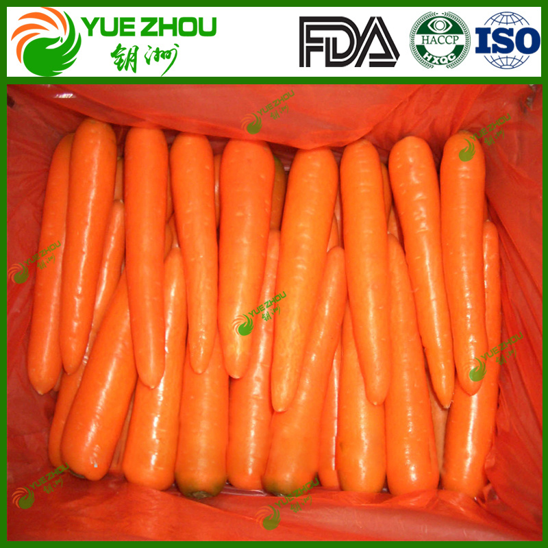 2018 Fresh Carrot New Crop Corrot From China with Cheap Price