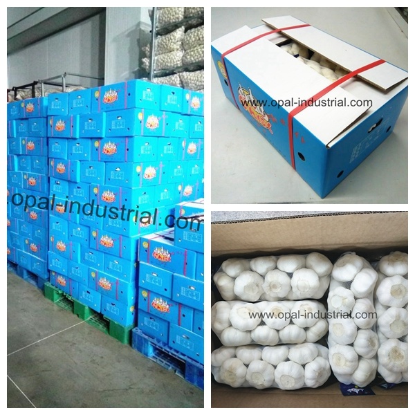 New Crop China Garlic Exporter Fresh Pure White Garlic Price