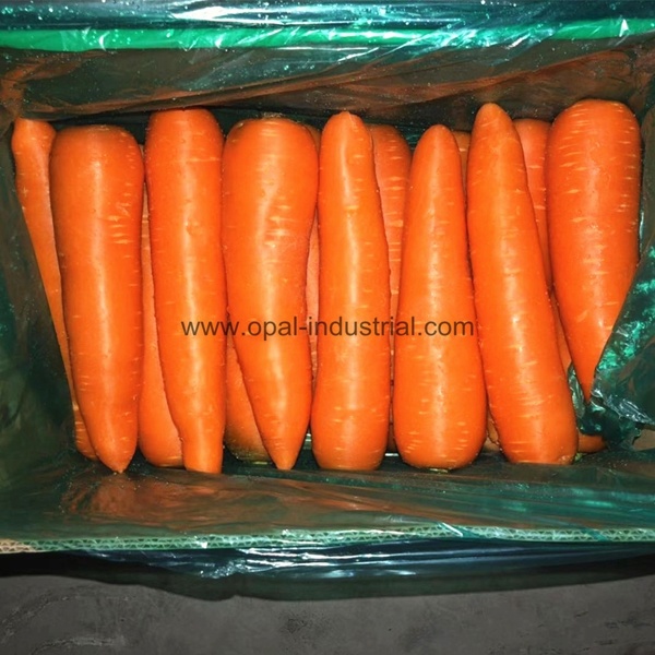 Good Quality Fresh Carrot / New Crop Fresh Carrot Supplier