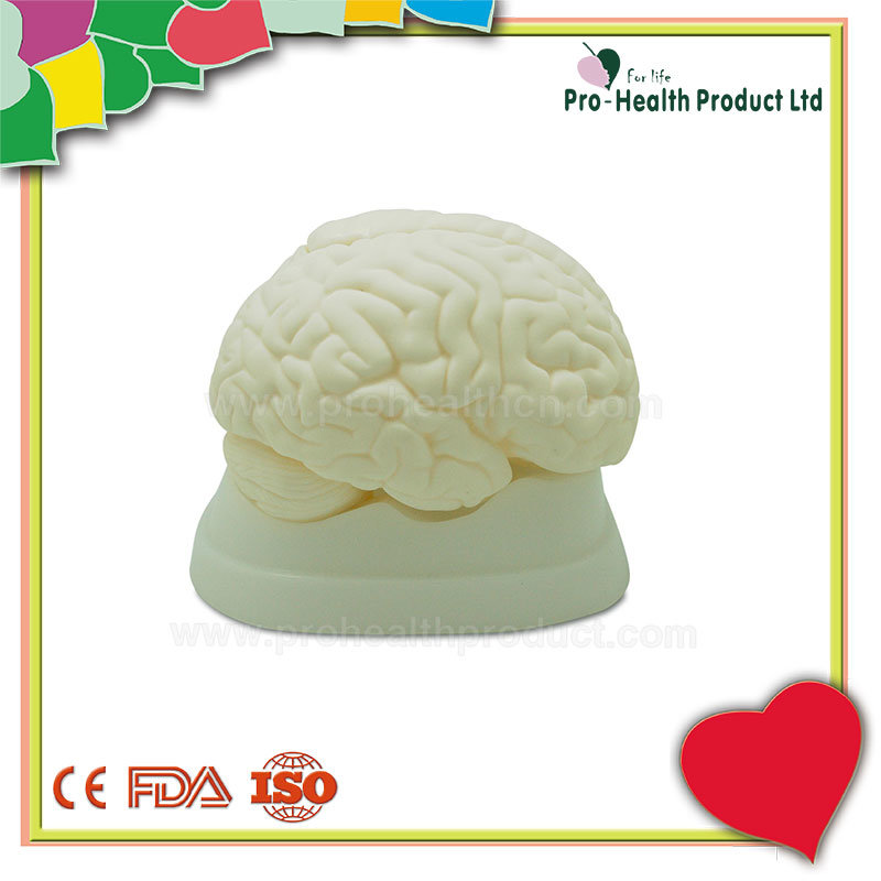 Medical Anatomical Human Brain Model