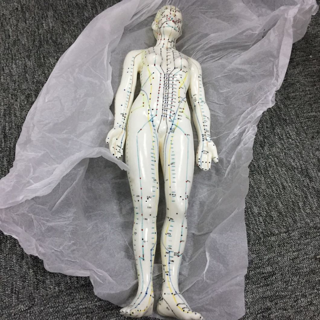 Fully Body Acupuncture Model of Female