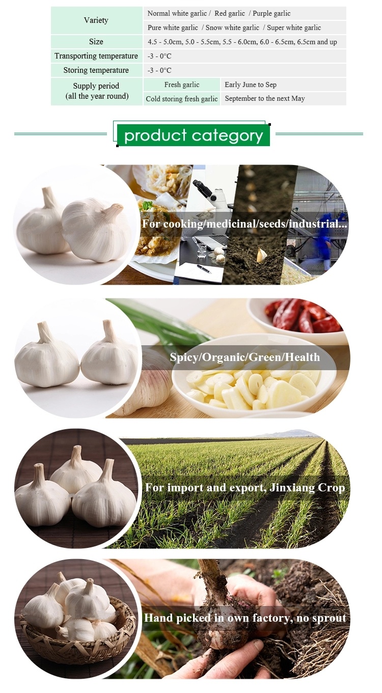 Good Quality Fresh Garlic for Hot Sales 5.0cm, 5.5cm