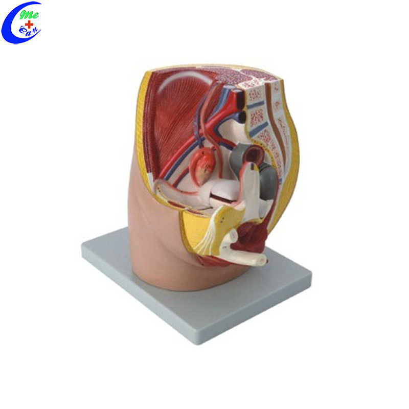 Anatomical Sciences Education Male Pelvic Cavity Model