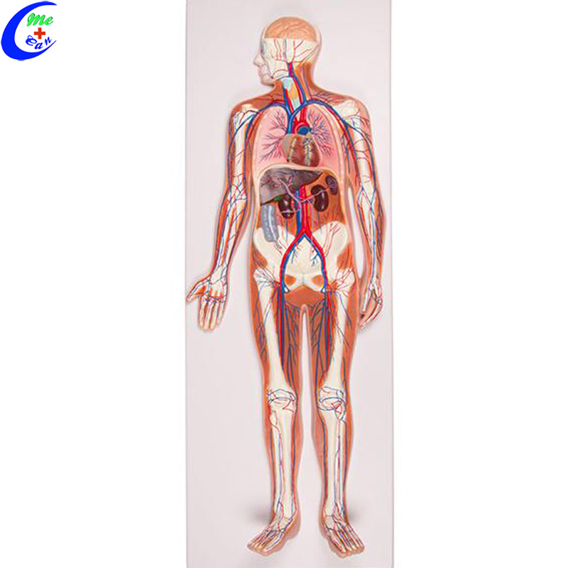 Medical Human Anatomical Model Blood Circulation Model