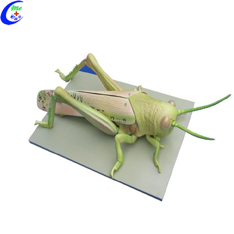 Realistic Life Size Animal Model