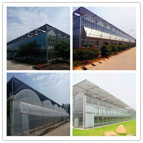 Traditional and Classic Large Multi-Span Glass Greenhouse Project for Ecological Agriculture Tourism and Entertainment