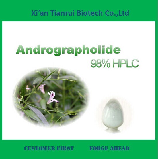 Extract Powder Herba Andrographis Paniculata Extract