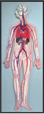 Xy-3323-1 Blood Circulation System Model