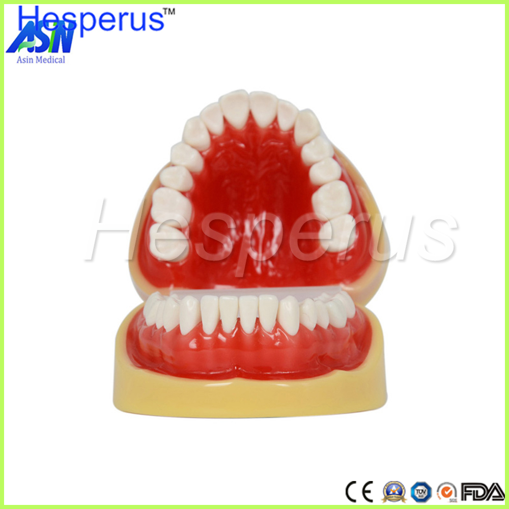 Dental All Teeth Removable Standard Teeth Tooth Model 28 PCS Teeth Student Learning Model Hesperus