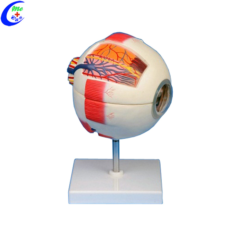 Medical Anatomical Models 6 Parts Giant Eye Model