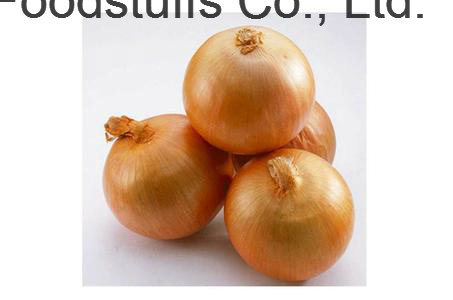 The Newest Yellow Onion with Competitive Price