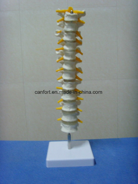 Life Size Human Vertebrae Model, Spinal Model