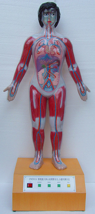 Xy-1 100cm Microcomputer Human Heart Cycle and The Size Cycle Electric Model