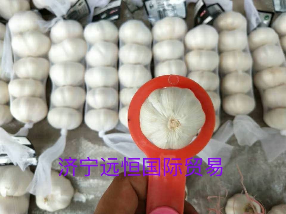 NEW Fresh Jin xiang 5p Garlic NEW Fresh Jin xiang 5p Garlic