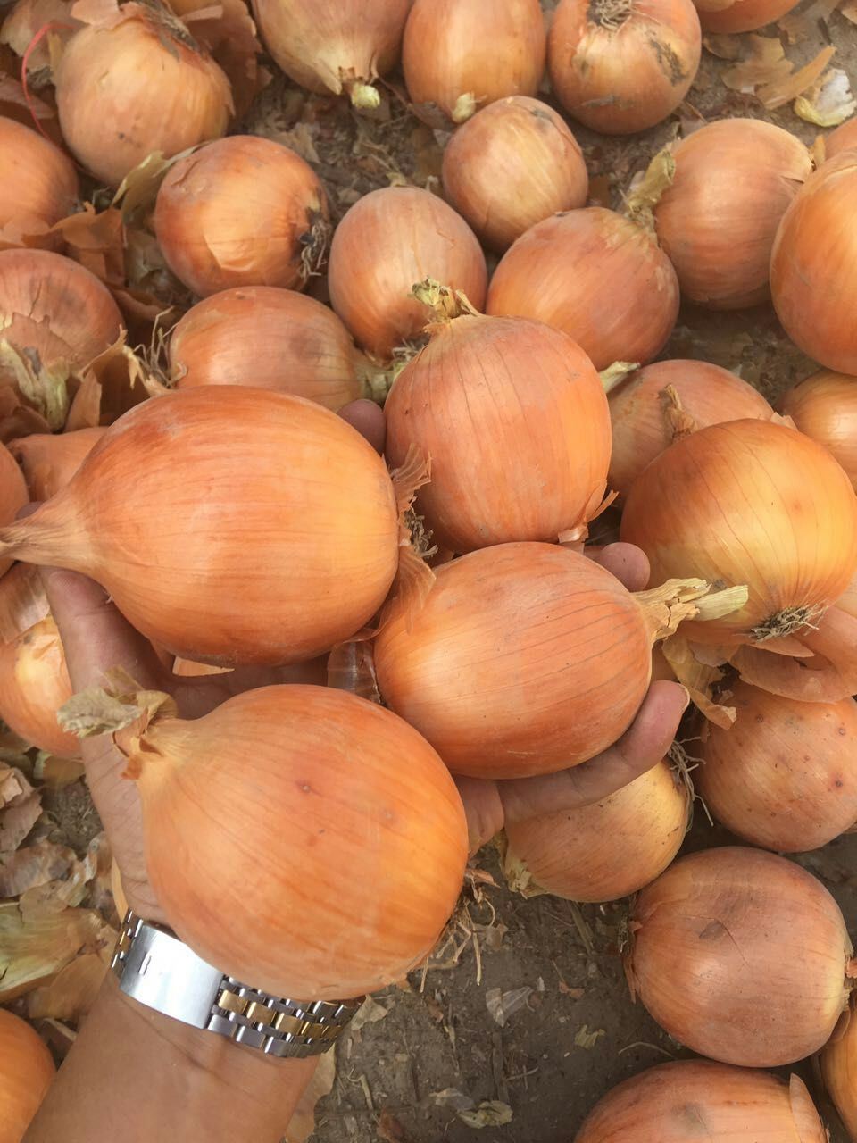 2017new Crop Yellow Onion with Good Quality