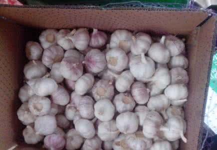 Purple Garlic From Jinxiang, China