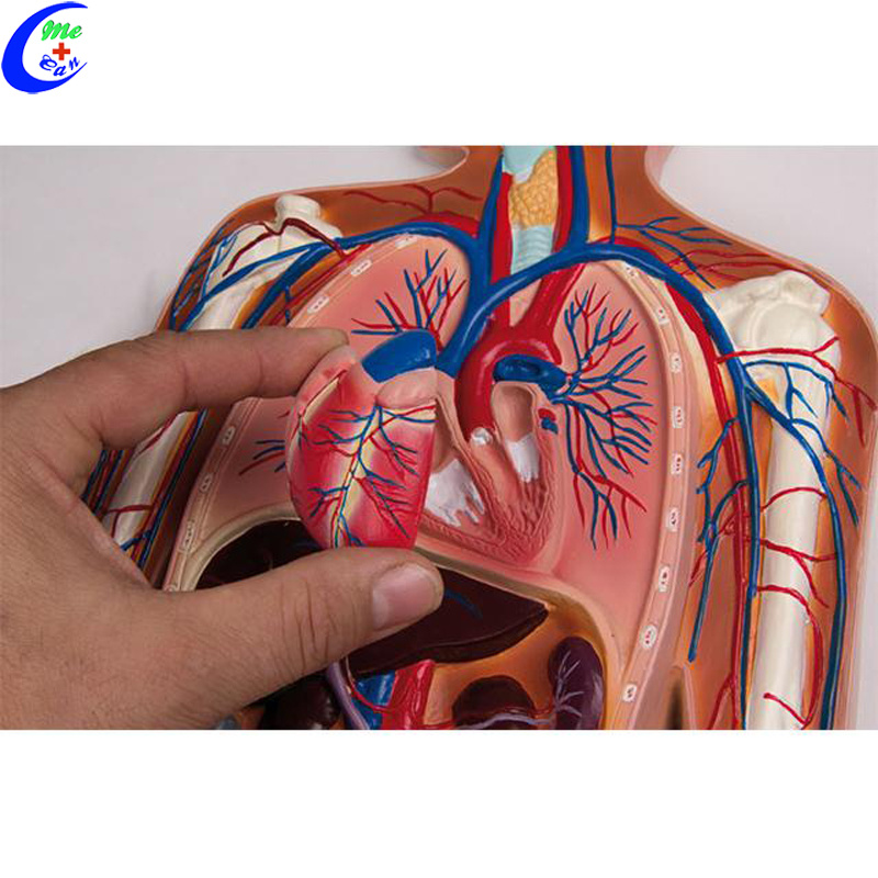 Medical Human Anatomical Model Blood Circulation Model