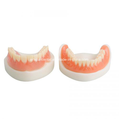 Dental Teach Study Adult Standard Demonstration Model Teeth