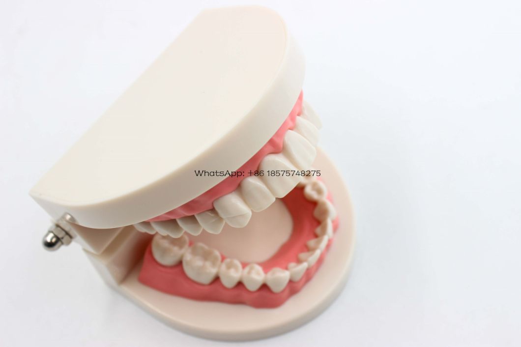 Dental Education Teeth Model Implant Practice Model