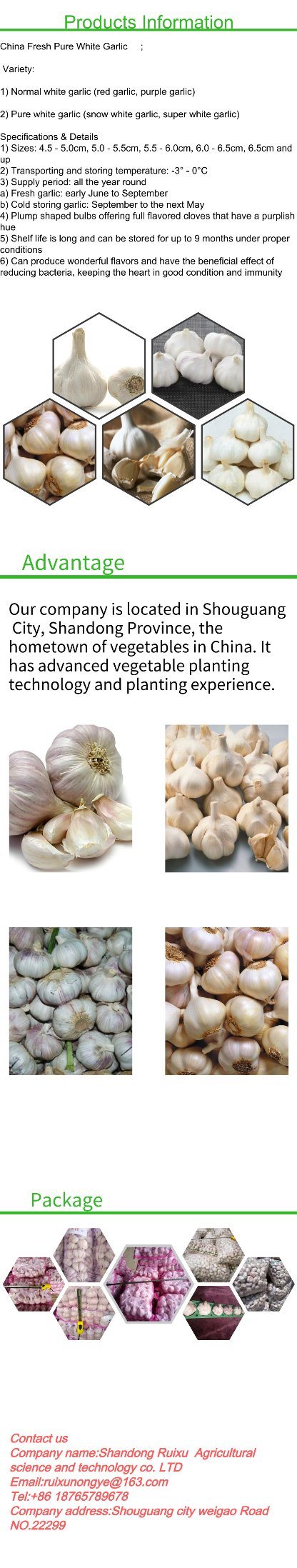 High Quality New Crop/Fresh Garlic - Chinese Shandong Garlic