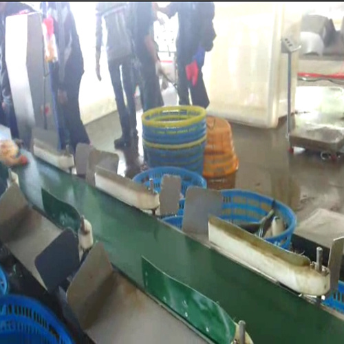 Chicken Paw Sorting Machine with 6 Weight Grades