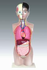 Xy-3301-2-2 Human Torso (Education model)