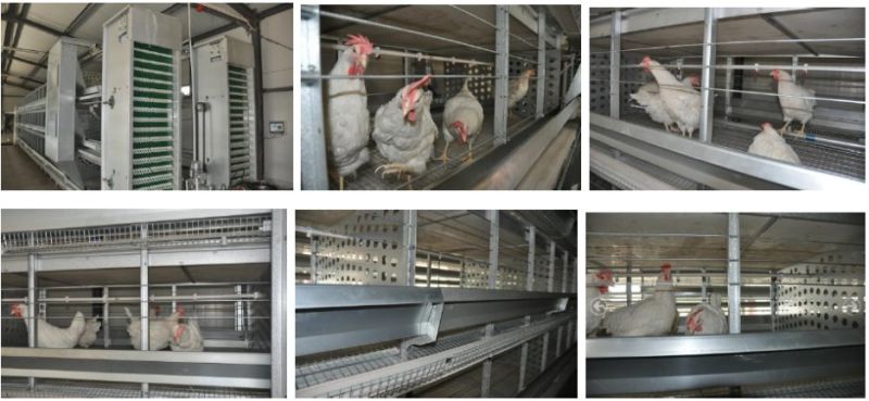 Jinfeng H Type Chicken Cage for Broiler Pullet Battery Layer Cage for Sale in Bengal Poultry Cage Fowl Cage