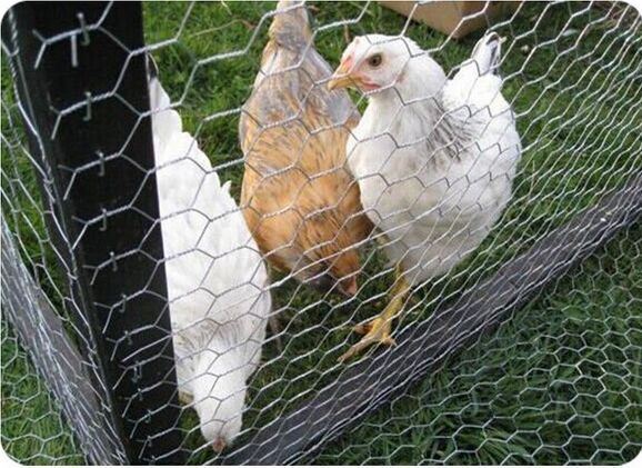 Factory Galvanized Chicken Wire Mesh
