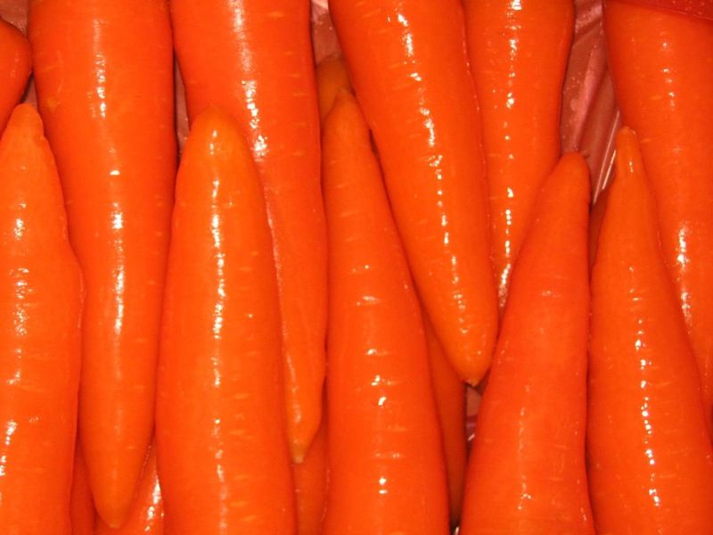 2016 Winter Crop Fresh Carrot