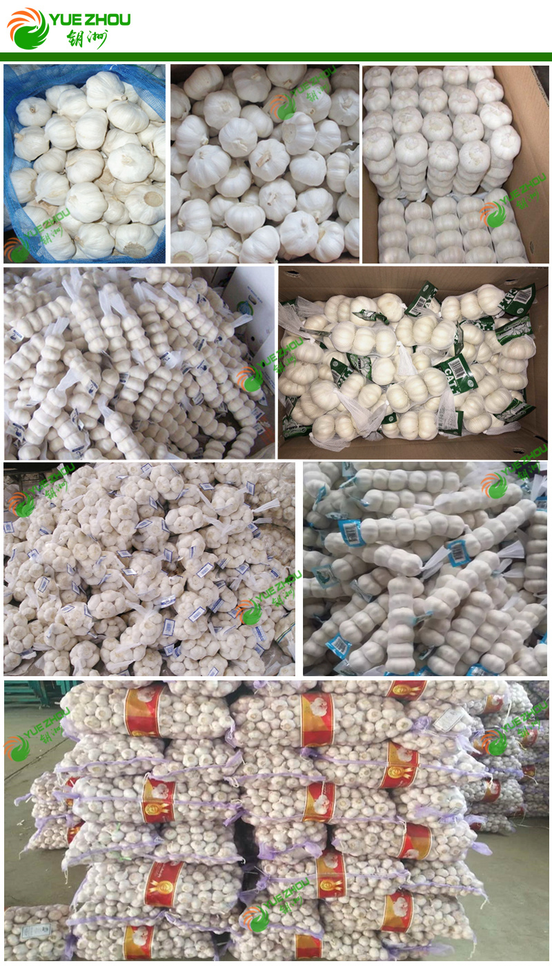 10kg 20kg Mesh Bag Packing New Garlic with Fresh Normal Pure White Garlic From China