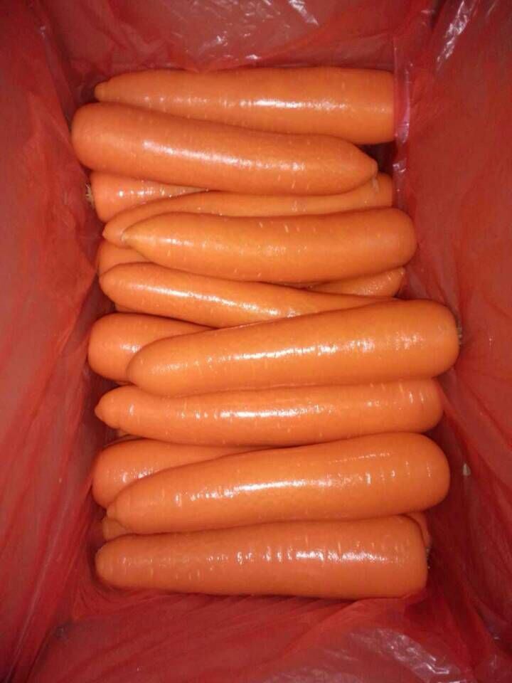 Fresh New Season Carrot From China