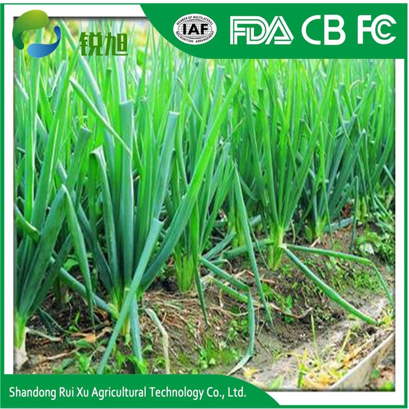 Wholesale Chinese Fresh Green Onions