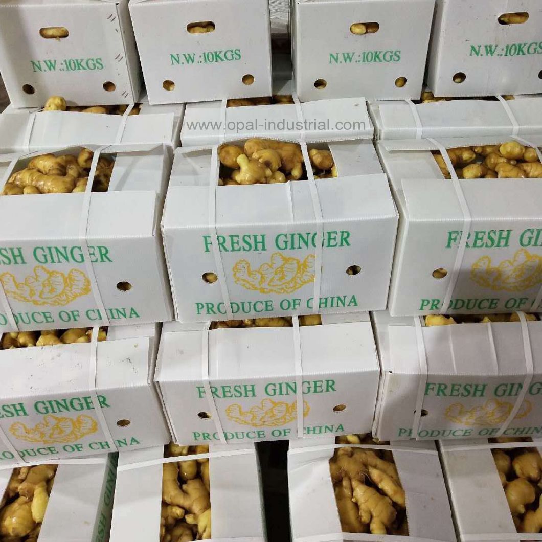 Wholesale Organic Fresh Ginger Price