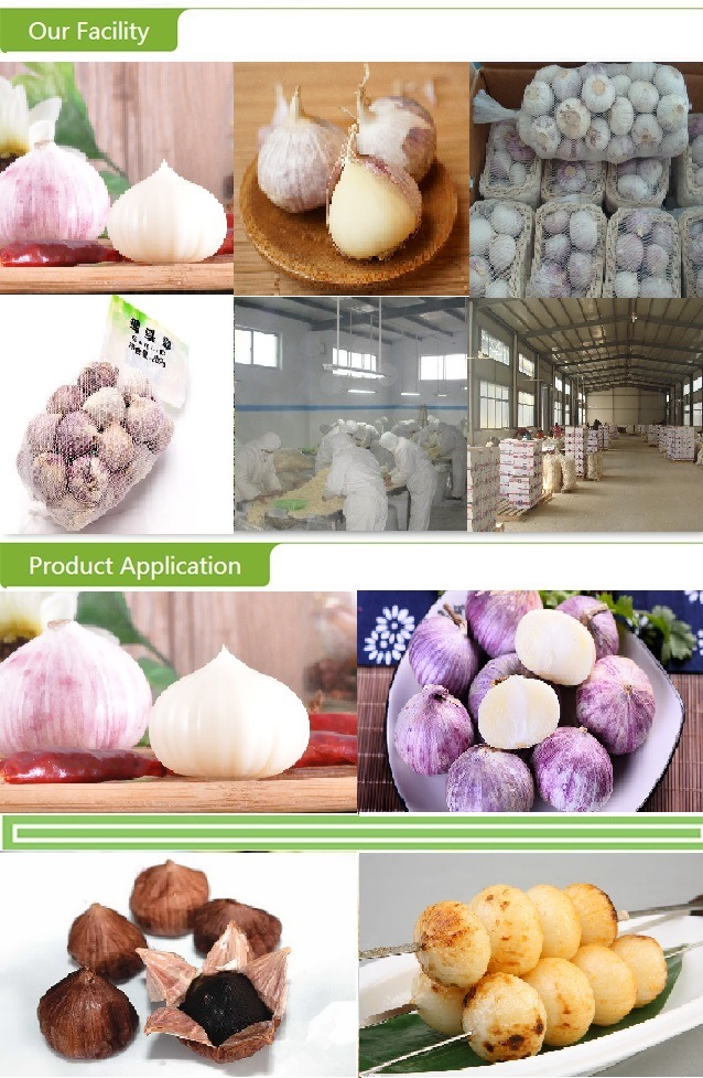 Fresh Chinese Solo Garlic with Export Standard